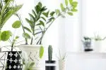 5 astuces pour ne plus tuer vos plantes d’intérieur