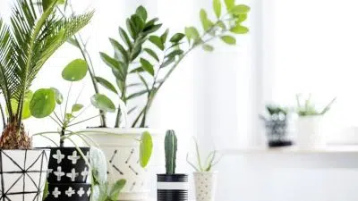 5 astuces pour ne plus tuer vos plantes d’intérieur