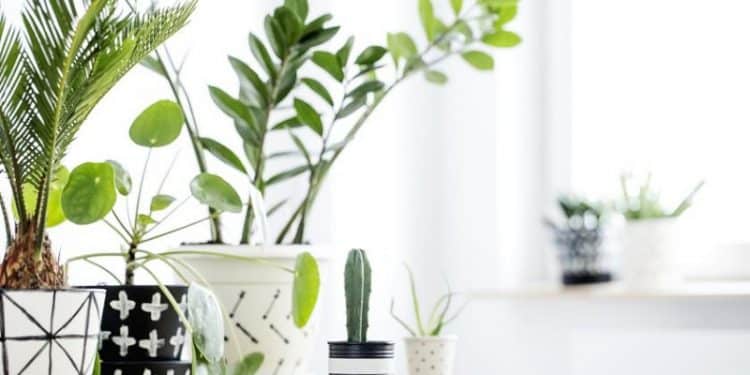 5 astuces pour ne plus tuer vos plantes d’intérieur