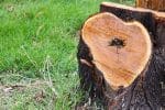 Comment détruire une souche d'arbre chimiquement
