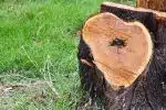 Comment détruire une souche d'arbre chimiquement