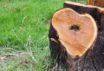 Comment détruire une souche d'arbre chimiquement