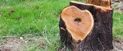 Comment détruire une souche d'arbre chimiquement