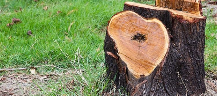 Comment détruire une souche d'arbre chimiquement