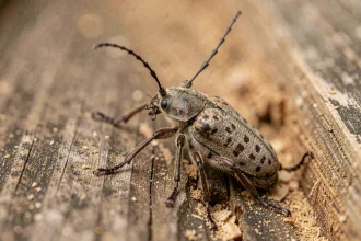 Capricorne des maisons posé sur une poutre en bois ancienne avec traces de sciure révélant une infestation active