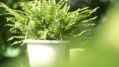 Comment choisir les meilleures plantes pour votre climat ?