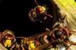 Comment contacter un exterminateur pour un nid de frelons ?