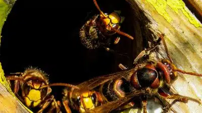 Comment contacter un exterminateur pour un nid de frelons ?