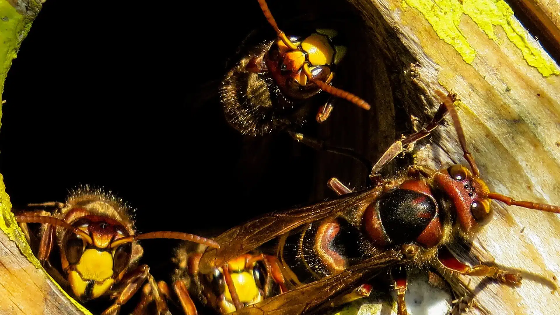 Comment contacter un exterminateur pour un nid de frelons ?