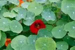 Comment faire son jardin de permaculture ?