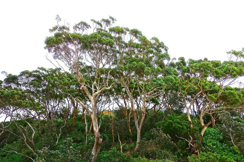 des eucalyptus