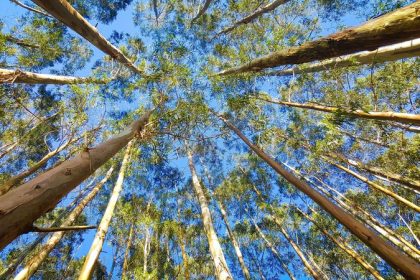 eucalyptus