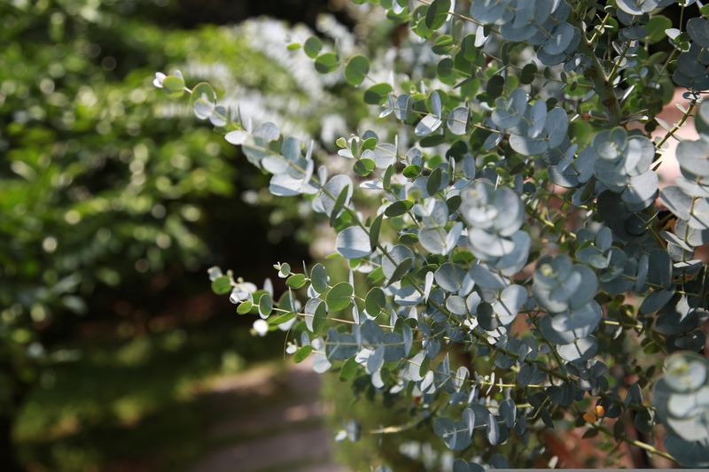feuilles d'eucalyptus