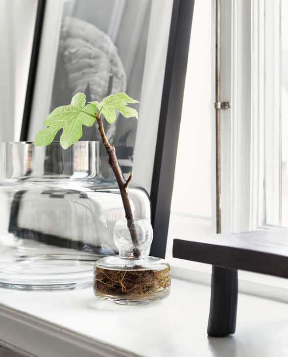 Comment nettoyer un vase en verre qui est devenu opaque ? Just in Déco