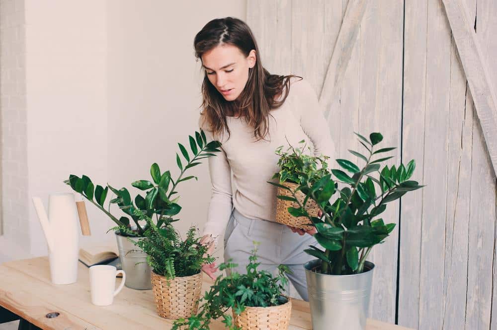 plantes d’intérieur