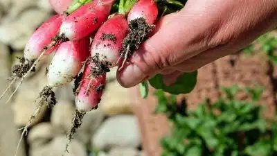 Quels sont les mérites du carré potager keyhole garden ?