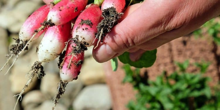 Quels sont les mérites du carré potager keyhole garden ?